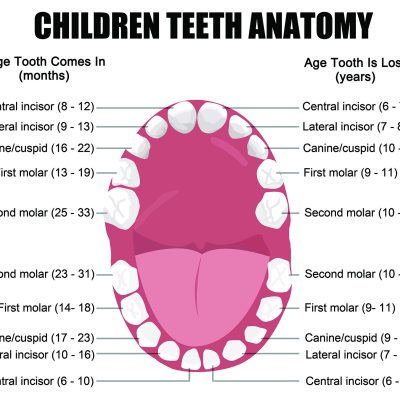 Children's Teeth Anatomy Infographic