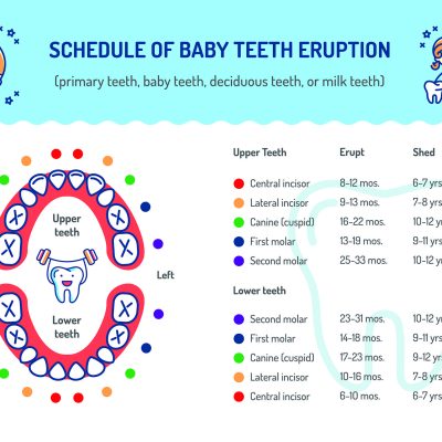 Schedule of Baby Teeth Eruption